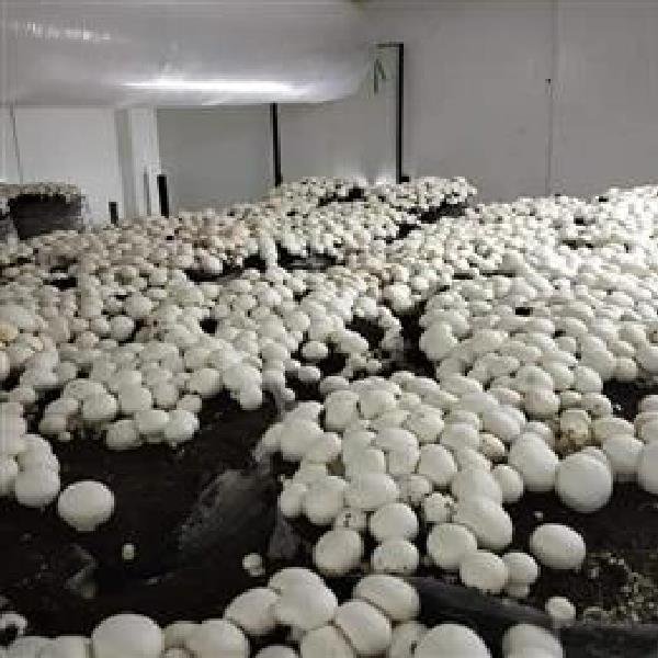 button mushroom