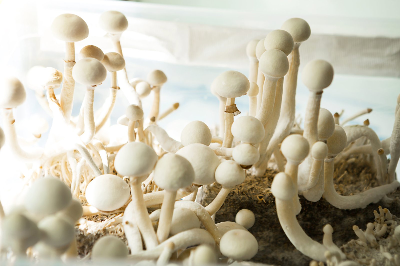 psilocybin mushrooms